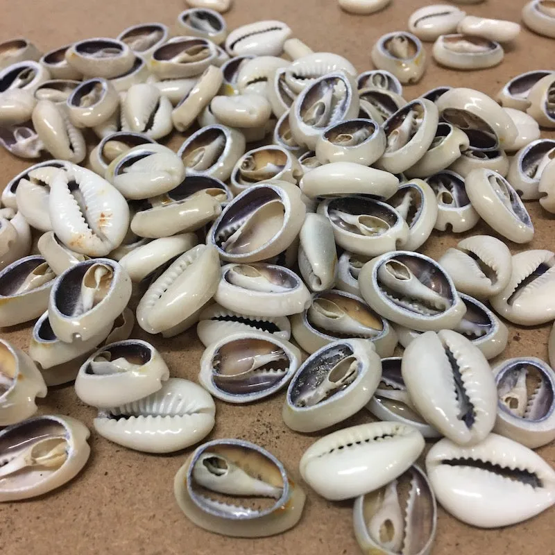 Cowrie CUT Shells (100 grams) - Cream & Purple