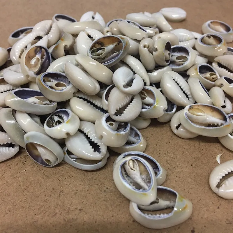 Cowrie CUT Shells (100 grams) - Cream & Purple