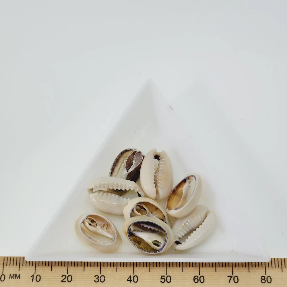 Cowrie CUT Shells (100 grams) - Cream & Purple