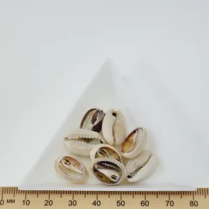Cowrie CUT Shells (100 grams) - Cream & Purple