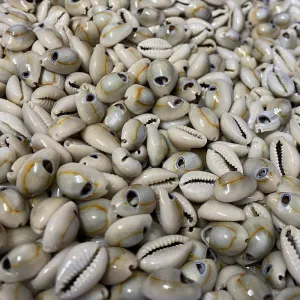 Cowrie Shells (25 grams) - Small -  Blue, Cream Beige, Orange
